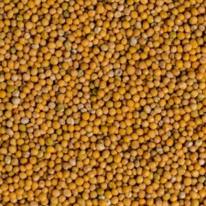 Yellow Mustard Seeds
